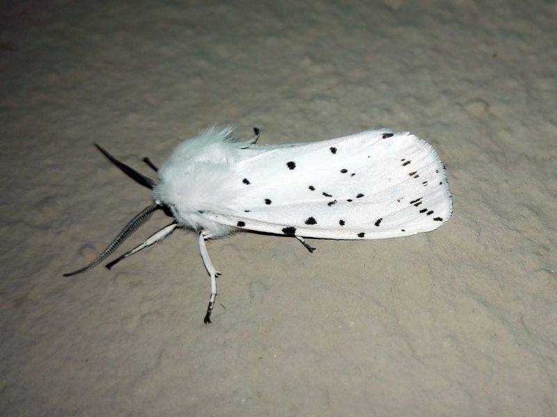 Spilosoma lubricipedum (Arctiinae)